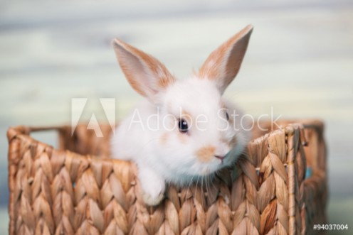 Picture of Curious baby bunny gazing from a basket